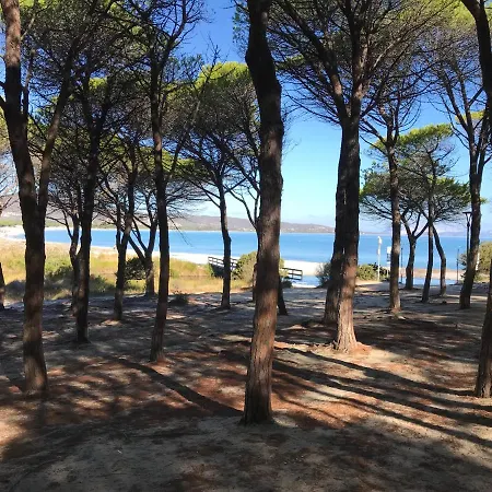 Frank's 타나우넬라